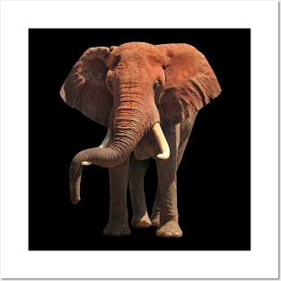 Funny lazy red Elephant in Kenya / Africa Posters and Art